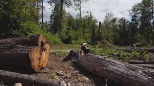 Best Arborist Consultation Services  in Spokane Valley, WA