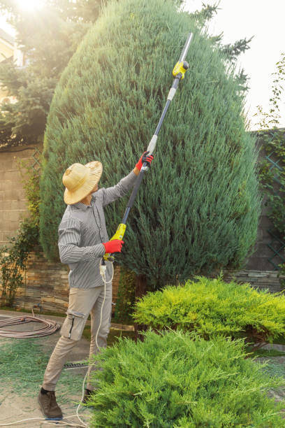 How Our Tree Care Process Works  in  Spokane Valley, WA