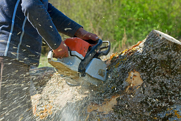 Best Root Management and Removal  in Spokane Valley, WA